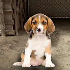 Взлом My Pet Animal Shelter World  [МОД Бесконечные деньги] - стабильная версия apk на Андроид