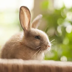 Взломанная 1 picture and a few words  [МОД Все открыто] - стабильная версия apk на Андроид